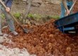 Manisa'da hasadı başladı, 1 tanesi bile enerji patlaması yaşatıyor: Kilosu 150 TL!