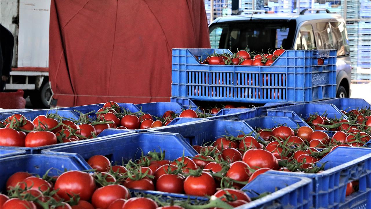 İstanbul'da Yürek Yakan Görüntüler: Kasalarca Domatesi Çöpe Attılar, Yaşlı Kadın Oradan Topladı