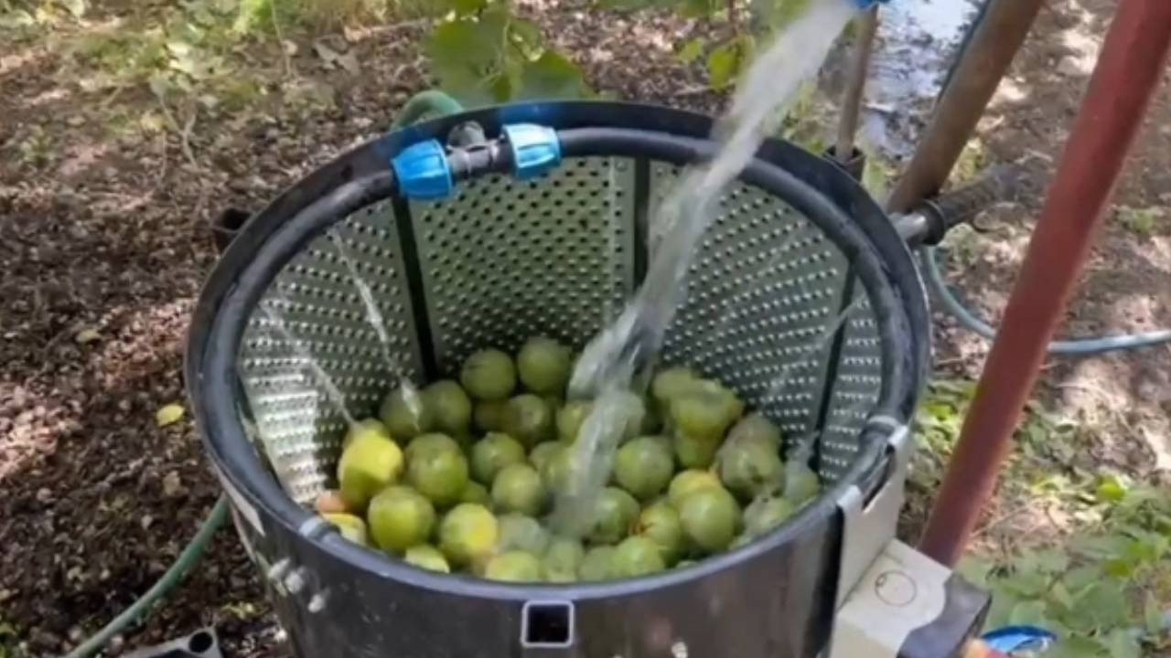Bitlis’te Meşhur Oldu Tüm Dünyaya Yayıldı! Hasat Başladı, Kilosu 600 Liradan Satılıyor