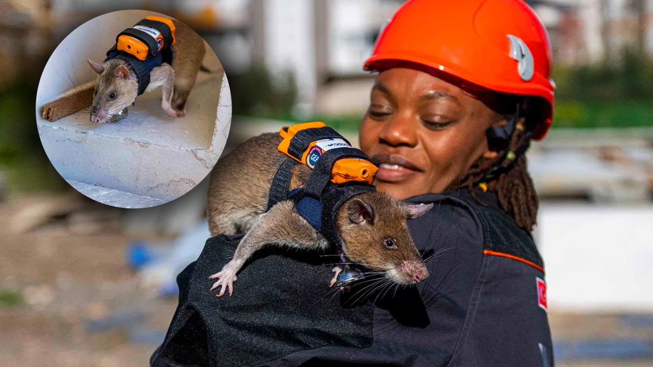 Türkiye’de Arama Kurtarmada Yeni Dönem! Enkazın Altına Onlar Girecek