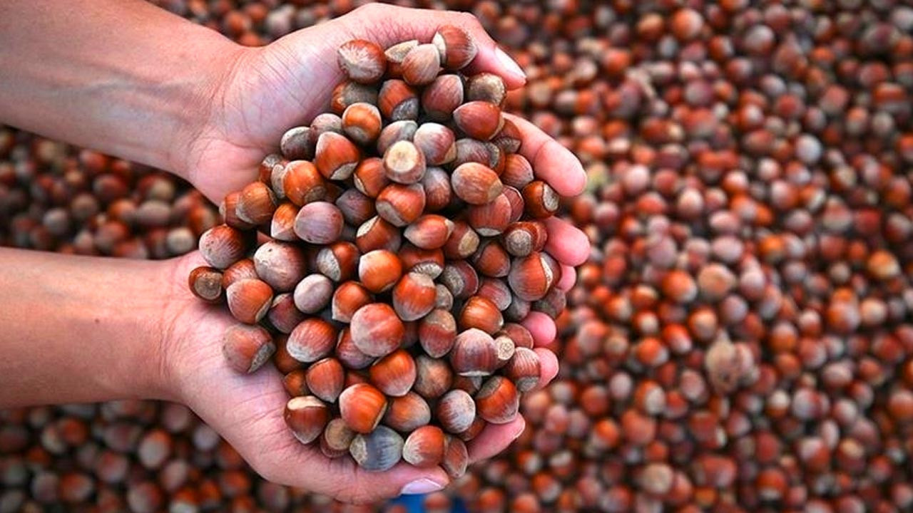 Türkiye'nin En Çok Fındık Sattığı Ülke Belli Oldu