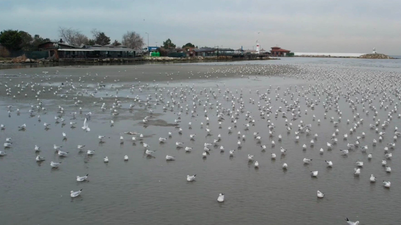 Silivri ve Avcılar'da Tedirgin Eden Görüntü: Metrelerce Çekildi, Depremle mi Alakalı?