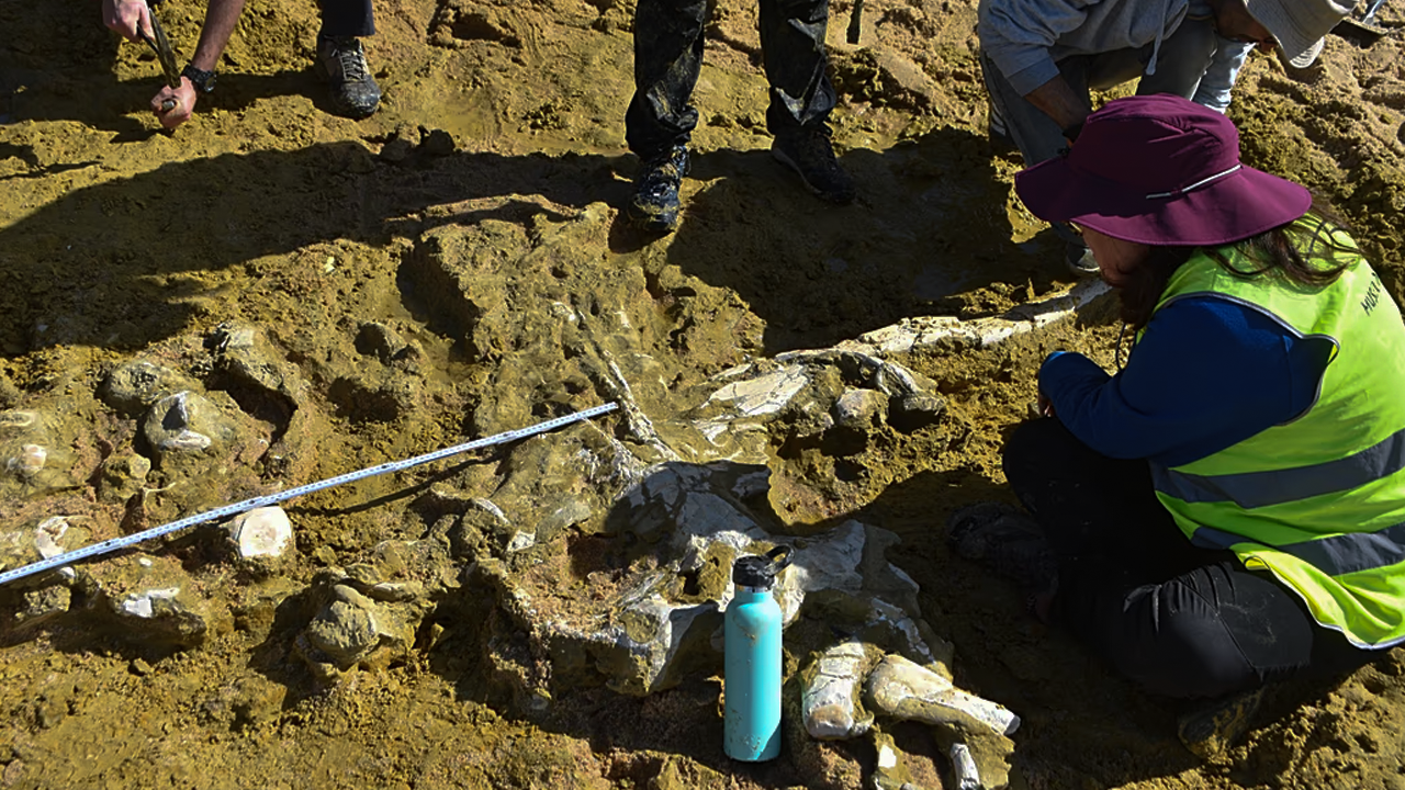 Fırtına Vurdu, Tarih Fışkırdı: Portekiz'de Milyon Yıllık Balina Fosilleri Bulundu