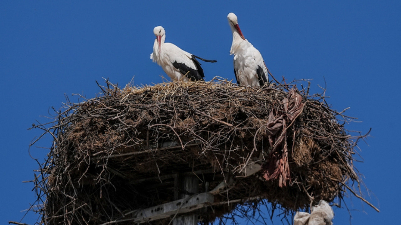 Ve Yaren Leylek Nazlı'sına Kavuştu