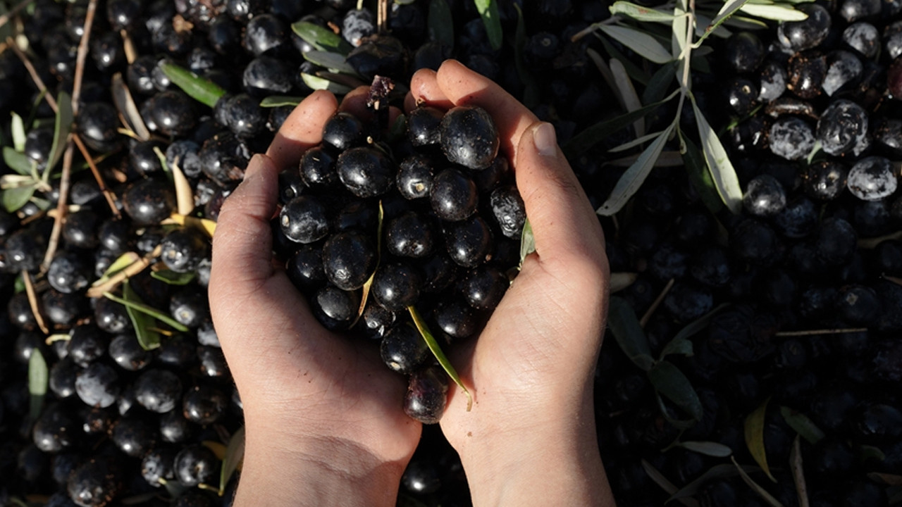 Türkiye'nin Zeytin Devinden Konkordato: 40 Yıllık Şirkete 3 Ay Süre Verildi