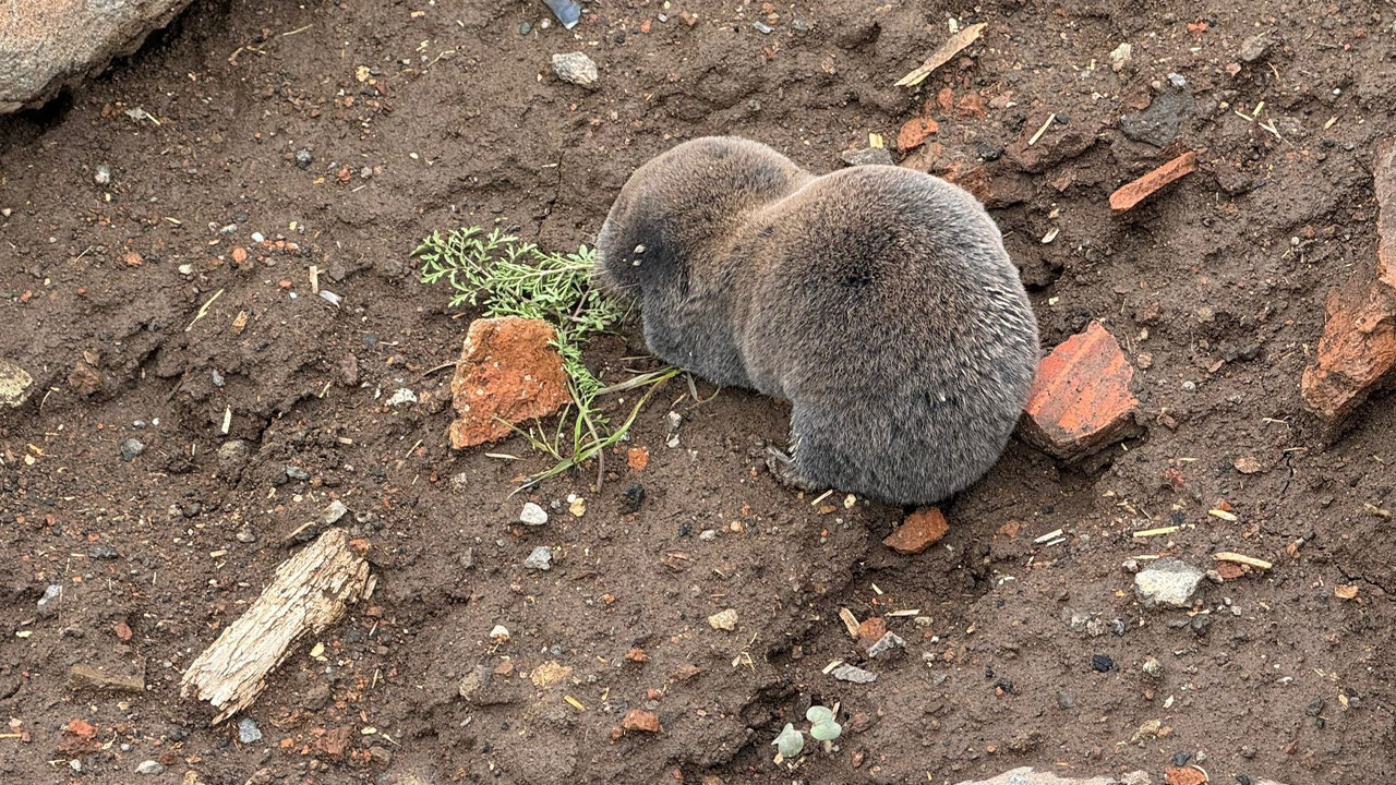 40 Yıllık Uzman Şaşkın! Derinlerin Bekçisi Diyarbakır'da Gün Yüzüne Çıktı: Sakın Zarar Vermeyin