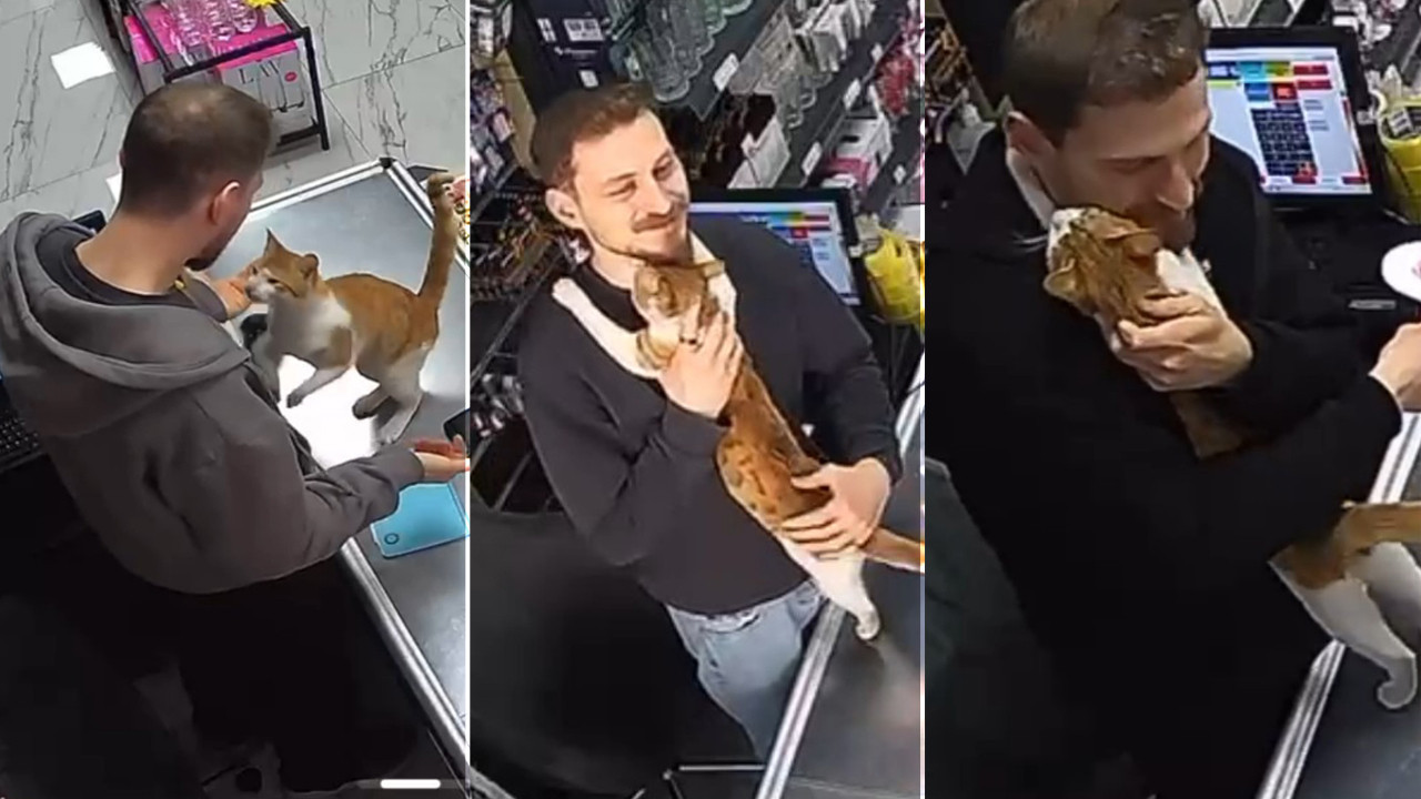 Rize'de Sokak Kedisi Her Gün Sahibinin Boynuna Sarılıyor: Vefanın Böylesi...