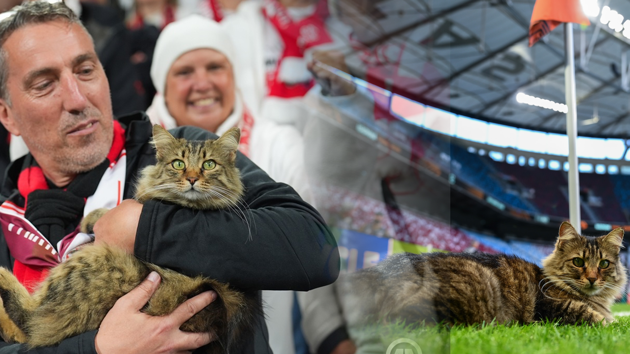 Beşiktaş'taki Avrupa Finalinde Kedi Sürprizi: Herkes Bu Sevimli Misafiri Konuşuyor