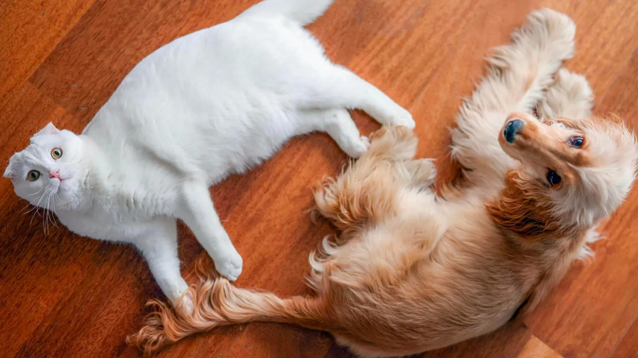 CHP’nin Kedisi Zafer ve Köpeği Mayıs'tan Güzel Haber