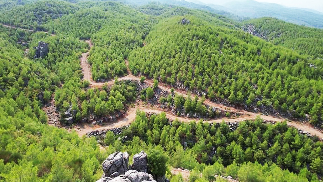 Kamuda Orman Yağması! 45 Dönümlük Araziyi Aralarında Bölüşmüşler
