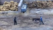 Çiftlikte Dehşet! Eşeği Bıçakladılar, Atları Zehirlediler