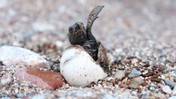 Antalya'da 4 Bin Caretta Caretta Denizle Buluştu