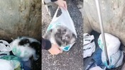 ﻿Bunun Adı Vicdansızlık! İstanbul'da Yavru Köpekleri Ağzı Bağlı Poşetle Çöpe Attılar