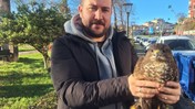 Yaralı Şahinin İmdadına Öğretmenler Yetişti
