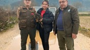 Muğla'da Yaralı Şahinin İmdadına Koştular