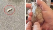 Yolda Buldu Kedi Diyerek Sahiplendi: Büyüyünce Bambaşka Hayvan Oldu, Görenler Şaşkınlığını Gizleyemedi
