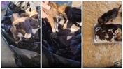 Vahşetin Adresi Bu Kez Edirne! Yavru Köpekleri Poşet İçinde Çöpe Attılar