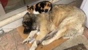 İç Isıtan Kare... Soğukta Üşüyen Kedi, Köpeğin Yanına Sığındı