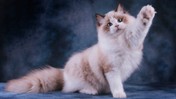Bu Kedi Irklarını Evine Sokan Yandı! Sorunları Tüyden Çok Daha Fazlası