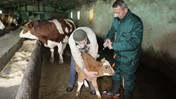 Elazığ'da Şap Hastalığı Seferberliği: 5 Bin 85 Büyükbaş Hayvan Aşılandı