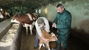 Şap Salgını Sona Erdi, Karantina Kaldırıldı