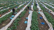 Beklenen Hasat Geç Başladı! Hatay'da Tarlaları Don Vurdu, Fiyatları 2'ye Katladı
