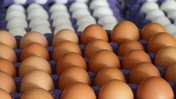Yumurtanın Tanesi 10 Lirayı Aşacak!
