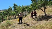İltihabın 1 Numaralı Düşmanı! Tıkalı Damarları Anında Açıyor, Sağlık Üzerindeki Etkileri Saymakla Bitmiyor