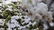 Meclis'te Zirai Don Komisyonu Kuruldu