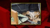 Samsun'da Bir Kedi Cami Avlusunda İple Boğulmuş Halde Bulundu