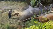 Hayvanlara Eziyet Bitmiyor! Sakarya ve Antalya'dan Dehşete Düşüren Görüntüler