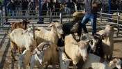 Gönen’de Şap Hastalığı Nedeniyle 16 Mahalle Karantinaya Alındı