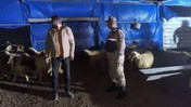 Kilis’te Kayıp Küçükbaş Hayvanlar Bulunarak Sahibine Teslim Edildi