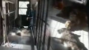 Vahşetin Adresi Bu Kez Bursa! Hayvan Barınağında Yine Köpek Katliamı