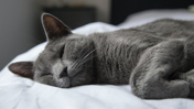 Kediler Neden Bu Kadar Çok Uyur? İşte Bilimsel ve Davranışsal Nedenleri