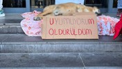 Ankara'dan Vicdanları Sızlatan Haber! Yerinden Alınarak Anestezi Verilen Köpek Hayatını Kaybetti