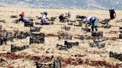10 Bin İşçi Ordu Gibi Birden Hasat Yapıyor! Türkiye'nin En Büyük Hasadı Başladı, Tarlada 55 Markette 200 Liraya Satılıyor