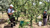 Hatay'da Hasat Başladı! Bahçede 100 Pazarda 150 Liraya Satılıyor