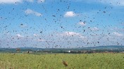 Çıldır Gölü’nde Büyük Kabus! Milyonlarcası Sardı… Gökyüzünde Hortum Gibi