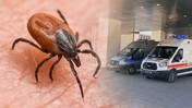 Keneler Nereden Geliyor? Uzman İsim Açıkladı, 'Yumurta Sayıları Binlerce...'