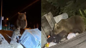 Uludağ’da Aç Kalan Ayılar Çöplere Dadandı
