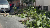İstanbul'u Fırtına Vurdu: Ağaçlar Devrildi, 2 Kişi Yaralandı
