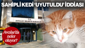 Avcılar Belediyesi’nde Neler Oluyor? Sahipli Kedi 'Uyutuldu!'