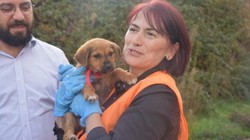 Taksicinin ezdiği yavru köpek iyileşti! Taksinin sahibinden köpeğe ziyaret