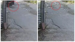 Hatay'da Dehşet! Su İçen Kediyi Aracıyla Ezdi, Arkasına Bile Bakmadı