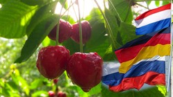 Tam 55 Ülkeye Satılıyor. Milyonlarca Dolar Kazandırdı. Almanlar, Ruslar, Hollandalılar Almak İçin Sipariş Veriyor