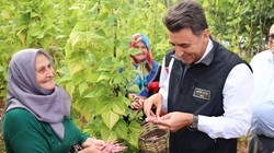 Türkiye’nin En Güzelinde Hasat Başladı: 5 Bin Ton Ürün Bekleniyor