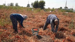 Domatesi Tarlada Kalan Çiftçi, İhtiyaç Sahiplerine Bağışladı
