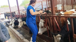 Afyon'da Şap Hastalığı için Çalışmalar Devam Ediyor