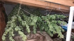 Artvin’de Ele Geçirildi! 8 Kilogram